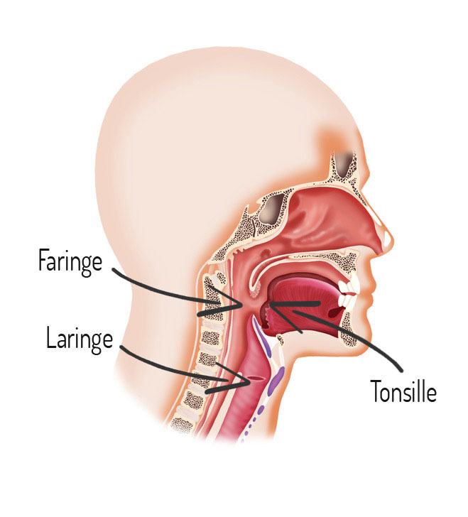 anatomica gola